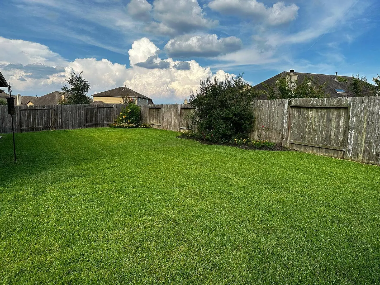 before and after of a small tree removal